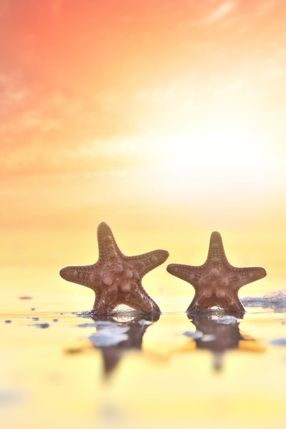 Foto primer plano de las estrellas de mar en la orilla durante la puesta del sol