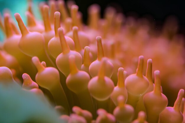 Foto un primer plano extremo de una anémona en un tanque de peces