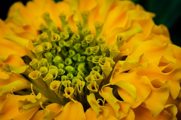 Primer plano extremo de la flor amarilla