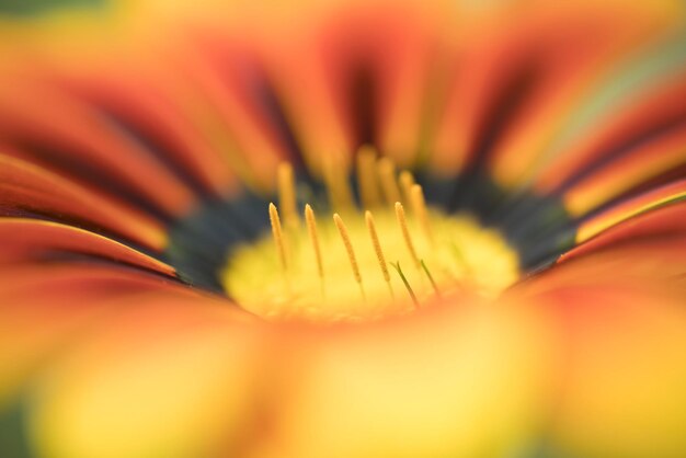 Foto un primer plano extremo de la flor de naranja