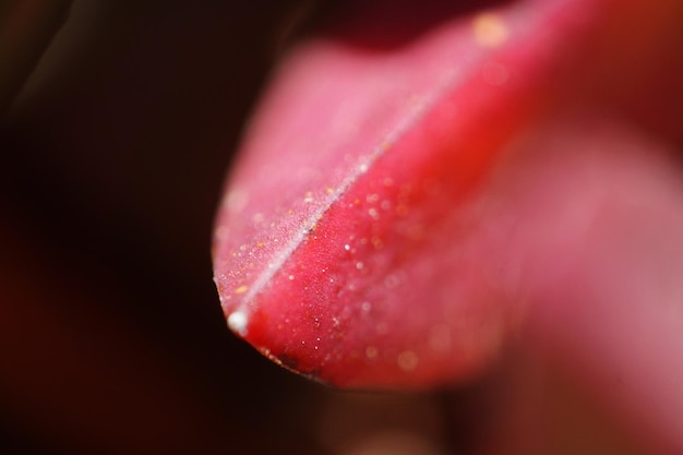 Un primer plano extremo de una flor rosada