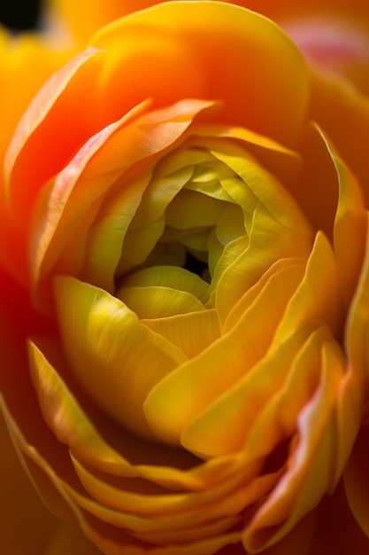 Foto primer plano extremo de una hermosa flor de ranúnculo amarillo fotografía macro flores ia generativa