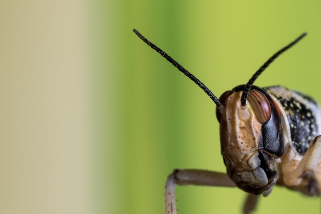 Un primer plano extremo de las langostas