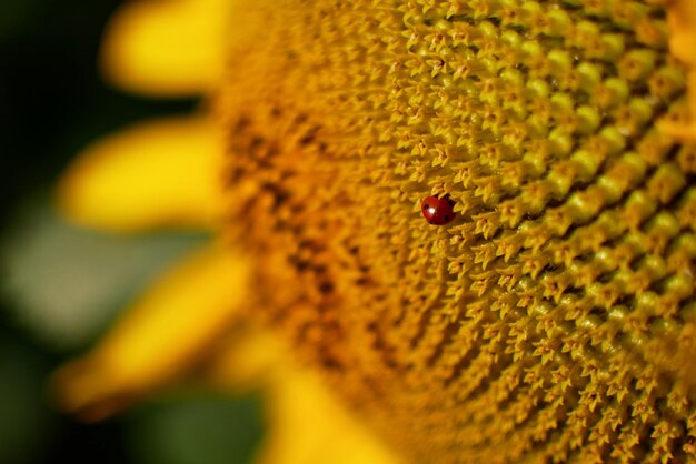 Foto primer plano extremo de la mariquita en el girasol