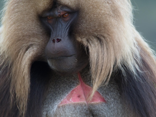 Foto un primer plano extremo del mono gelada adulto theropithecus gelada con la cara mirando directamente a came etiopía