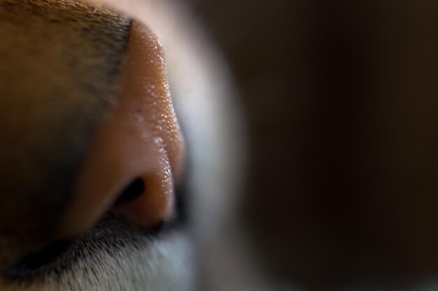 Foto un primer plano extremo de la nariz de gato