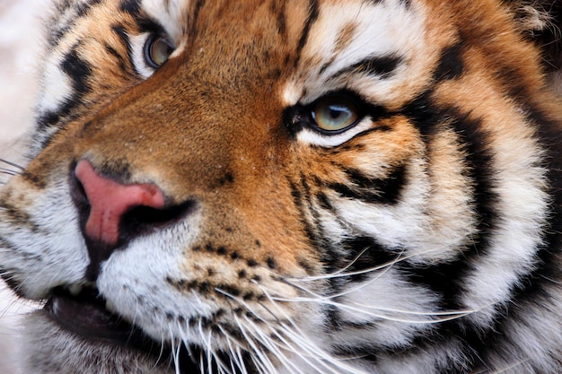 Un primer plano extremo del tigre