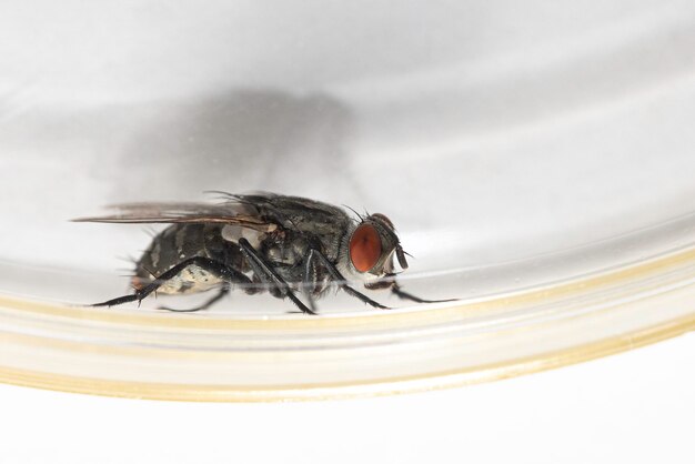 Foto un primer plano extremo y una vista lateral de una mosca doméstica común en reposo detalles del pequeño cuerpo