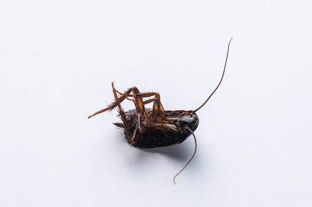 Un primer plano extremo y una vista macro en el cuerpo invertido de una plaga doméstica de cucaracha muerta aislada contra un fondo blanco con espacio para copiar