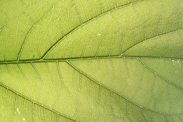 Primer plano de fibra de hoja verde para el fondo