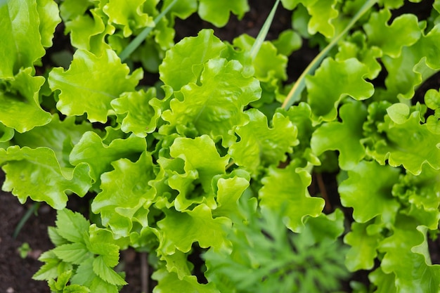 Primer plano de filas de plantas orgánicas de lechuga verde saludable Granja de plantación de vegetales locales Ensalada de iceberg rizado verde fresco deja textura creciente Fondo de huerta natural Espacio de copia