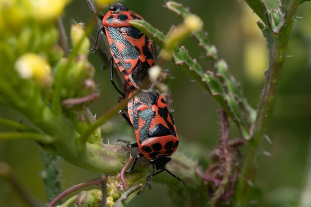 Primer plano de un firebug posado sobre una hoja verde