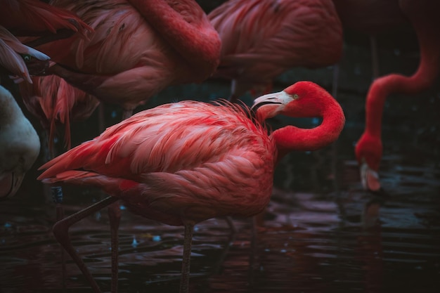 Primer plano de flamencos en el lago