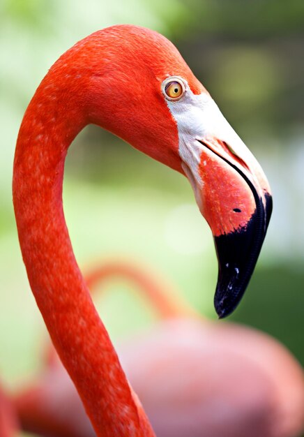 Foto primer plano de los flamencos