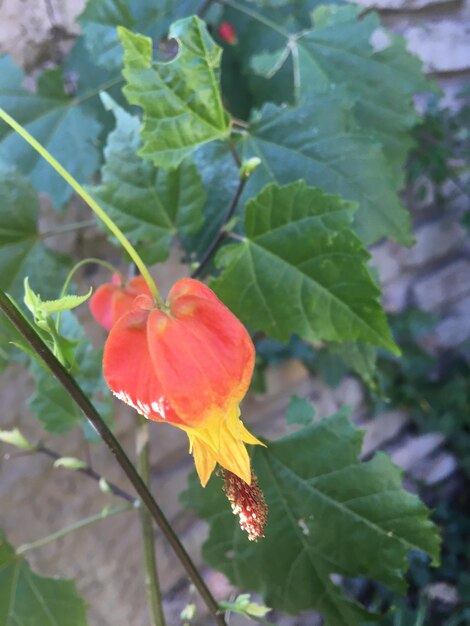 Un primer plano de una flor de abutilón rojo