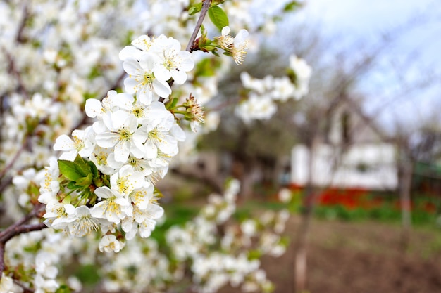 Primer plano de flor de albaricoque árbol y casa en el fondo