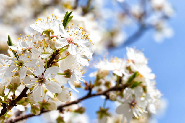 Primer plano de flor de albaricoque árbol y casa en el fondo