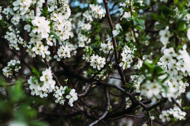 Primer plano de una flor de albaricoque