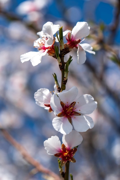 Primer plano de la flor de almendro, las almendras florecen a principios de primavera, las flores de almendro de primavera y el cielo azul, el enfoque suave