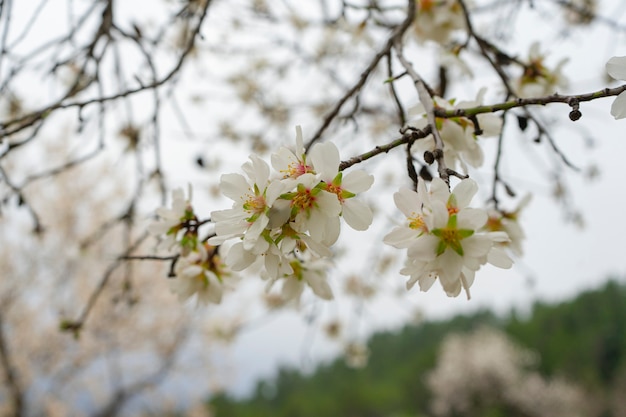 Primer plano de la flor de almendro blanco. flores en primavera