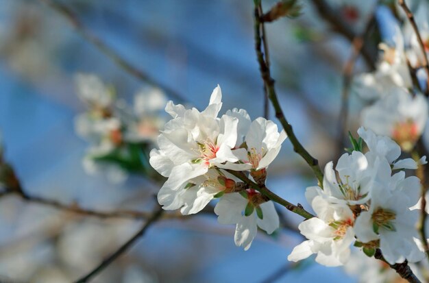 Primer plano de flor de almendro en Israel