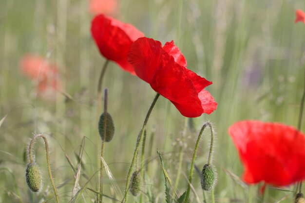 Foto primer plano de la flor de la amapola roja en el campo