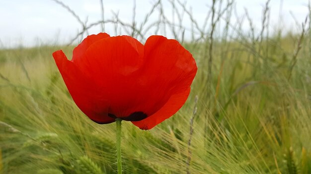 Foto primer plano de la flor de la amapola roja en el campo