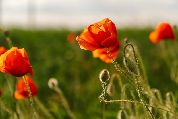Primer plano de flor de amapola roja en la luz del sol con hierba verde en segundo plano.