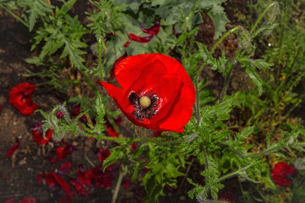 Foto primer plano de la flor de la amapola roja