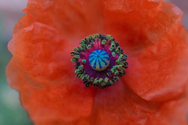 Primer plano de la flor de la amapola roja