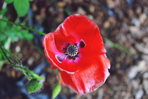 Primer plano de la flor de la amapola roja