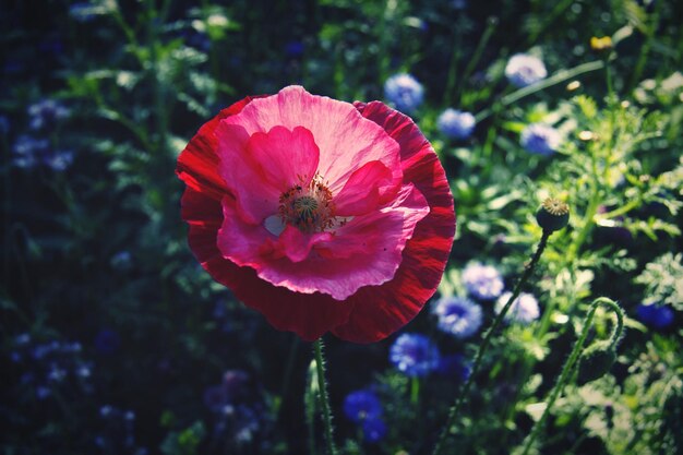 Foto primer plano de la flor de la amapola roja