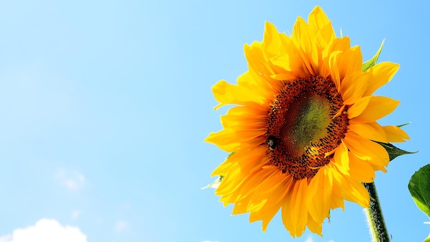 Primer plano de una flor amarilla contra el cielo azul