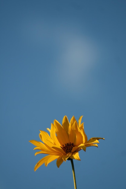 Foto primer plano de una flor amarilla contra un cielo despejado