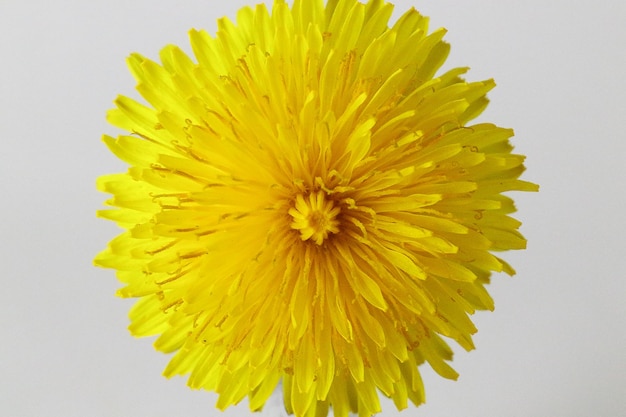Primer plano de una flor amarilla contra un fondo blanco