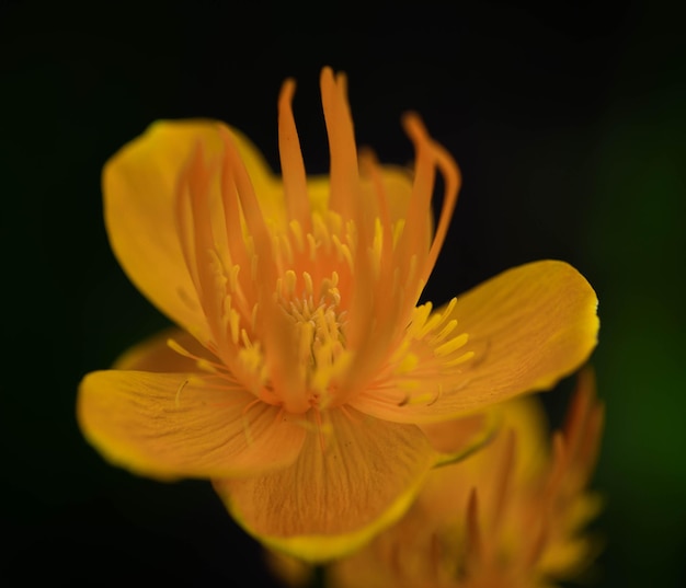 Primer plano de una flor amarilla contra un fondo negro