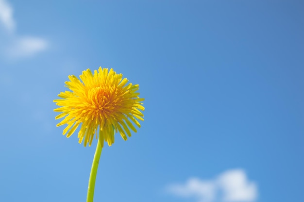 Primer plano de flor amarilla de diente de león con cielo azul en el fondo Fondo de primavera y verano