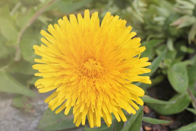 Primer plano de una flor amarilla de diente de león en un prado