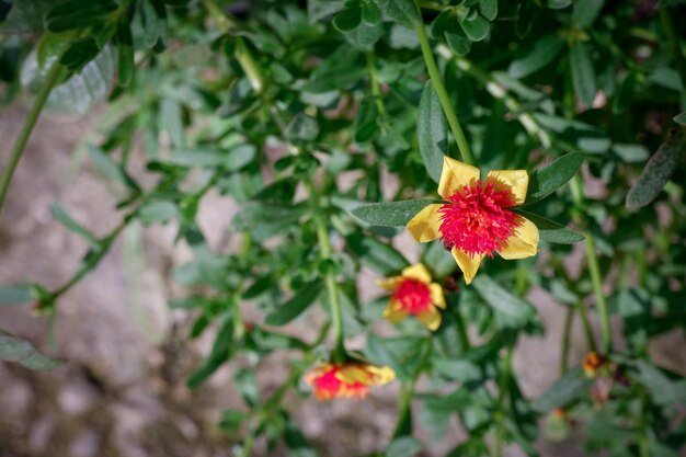 Primer plano de la flor amarilla con estambres rojos en el fondo de hojas verdes