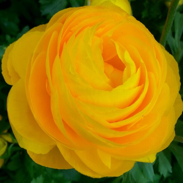 Foto primer plano de una flor amarilla en flor