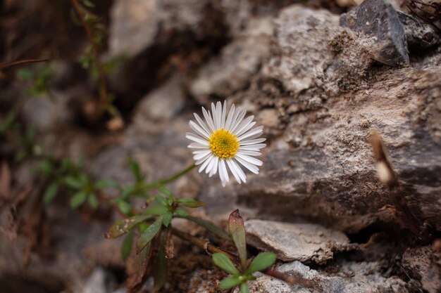 Foto primer plano de una flor amarilla floreciendo al aire libre