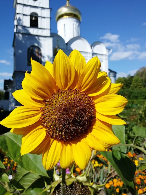 Primer plano de una flor amarilla floreciendo contra el cielo