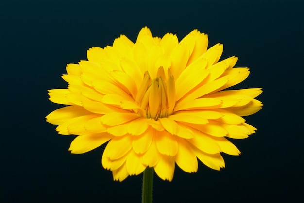Foto primer plano de una flor amarilla floreciendo contra un fondo negro