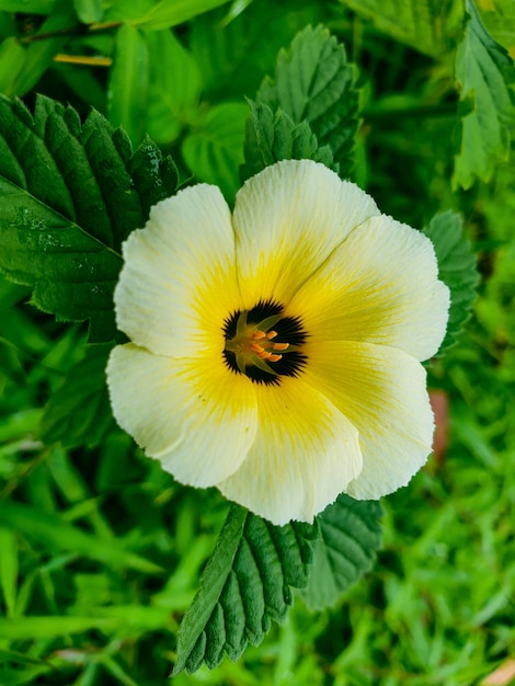 Primer plano de flor amarilla en el fondo del jardín hermosa naturaleza tonificación primavera naturaleza diseño