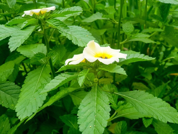 Primer plano de flor amarilla en el fondo del jardín hermosa naturaleza tonificación primavera naturaleza diseño