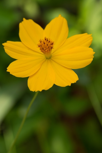 Primer plano de flor amarilla con fondo verde