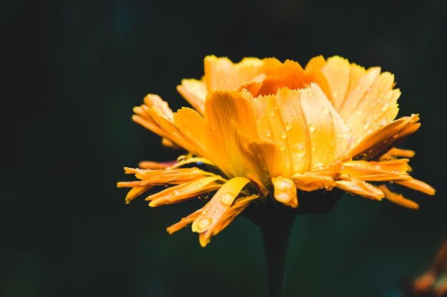 Primer plano de una flor amarilla húmeda que crece al aire libre durante la temporada de lluvias