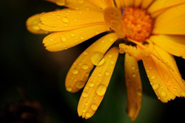 Foto primer plano de una flor amarilla húmeda que florece al aire libre