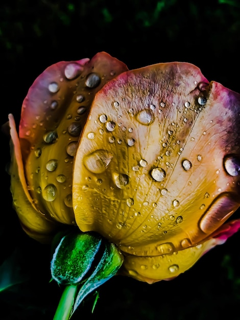 Foto primer plano de una flor amarilla húmeda