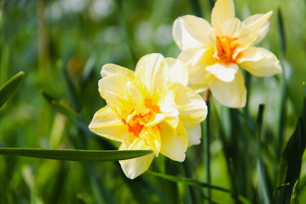 Foto primer plano de la flor amarilla del narciso